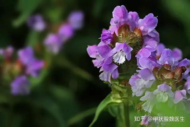 夏枯草因為有消腫散結的功效,也常被用於甲狀腺疾病的治療中.偶爾治癒