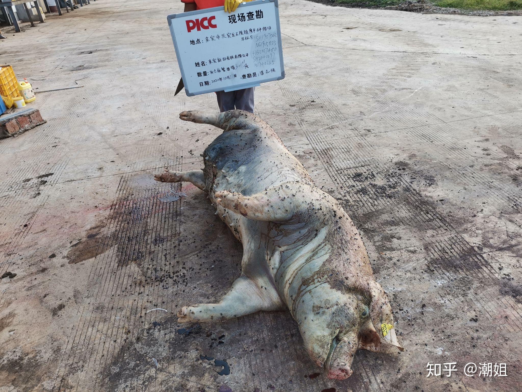 见过人报保险,你见过猪报保险吗