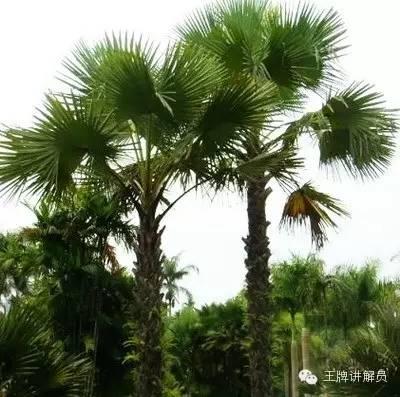 镶嵌10000颗宝石的生日礼物,长什么样? | 故宫镇馆之宝