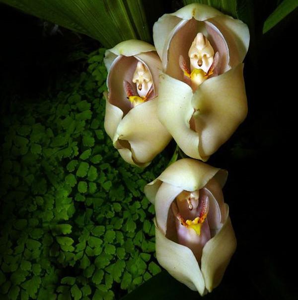 这些兰花简直就是花卉界的奇葩!奇花异草大盘点!