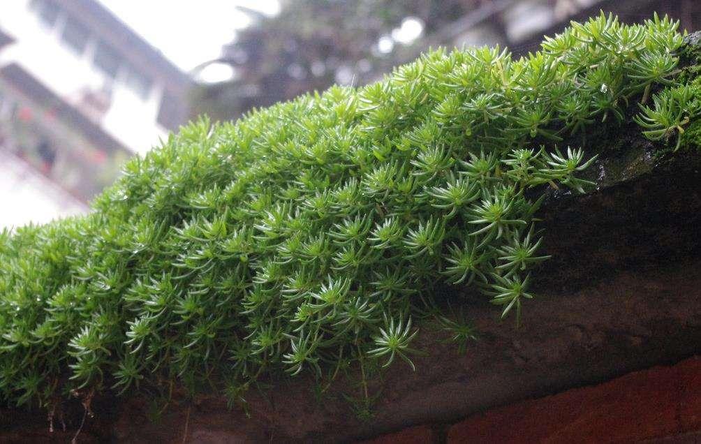 多肉推荐 佛甲草的鉴赏与养护 知乎