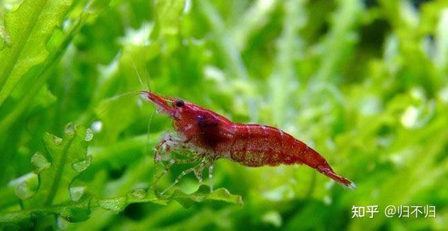 常见观赏水族之樱花虾
