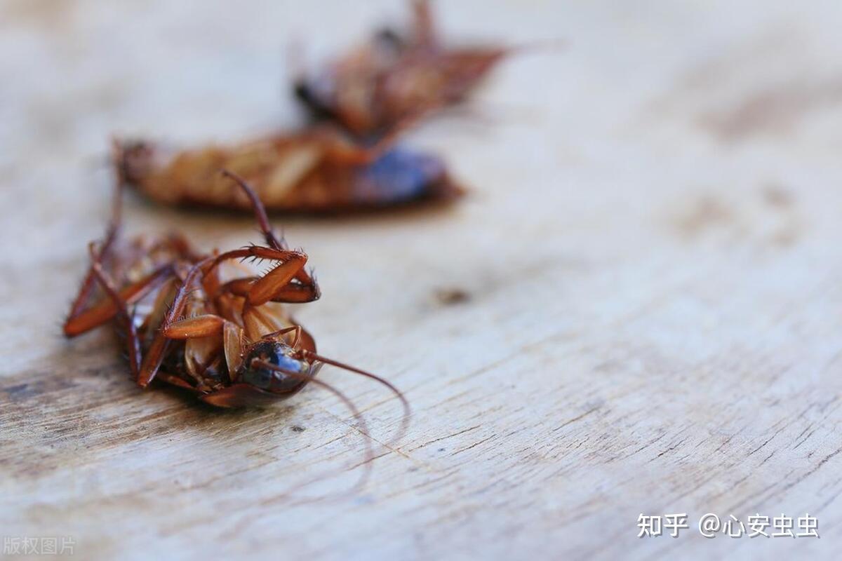 小强是指什么动物?蟑螂小强怎么消灭? - 知乎
