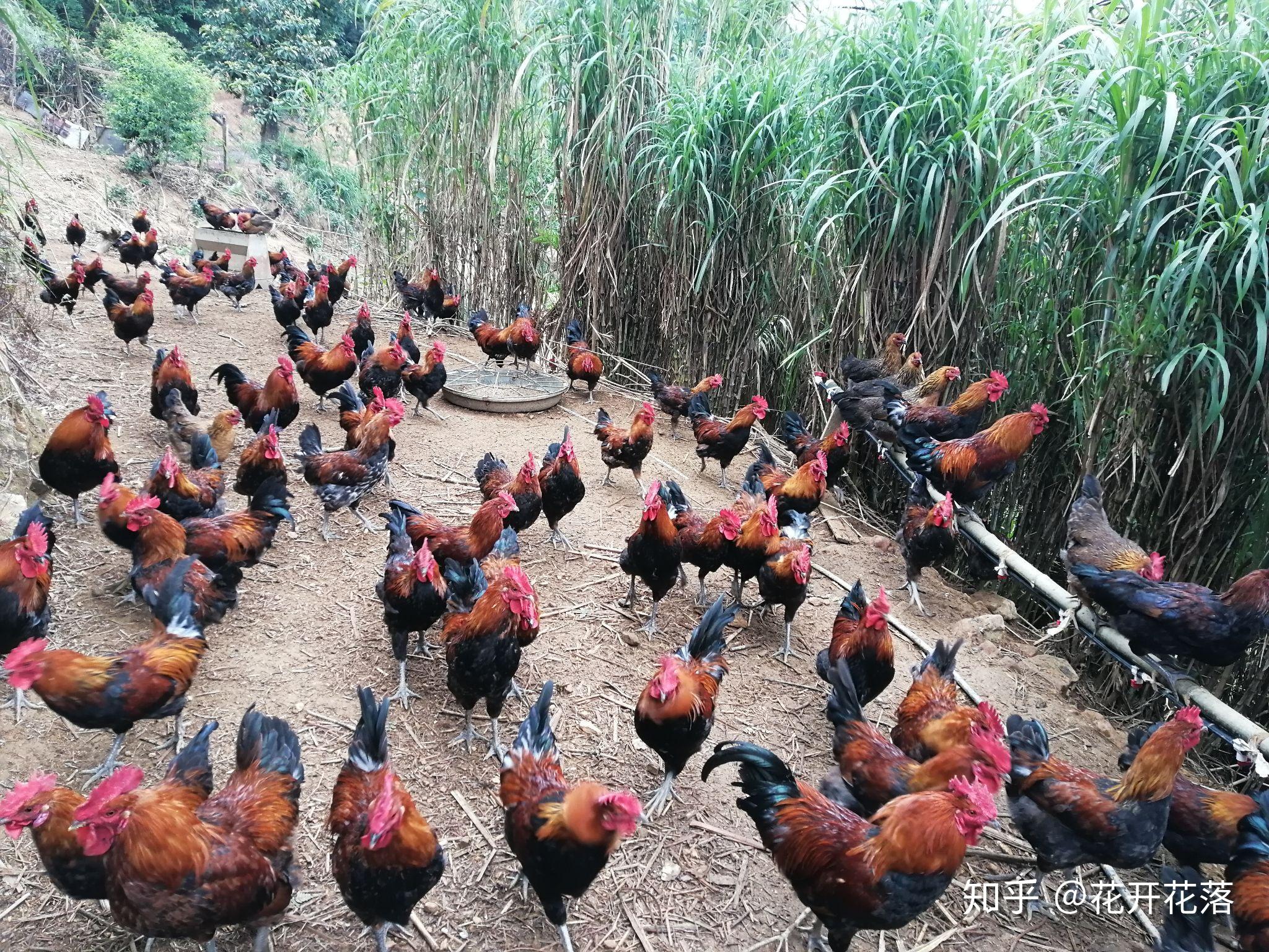 种养殖业如何通过网络进行销售