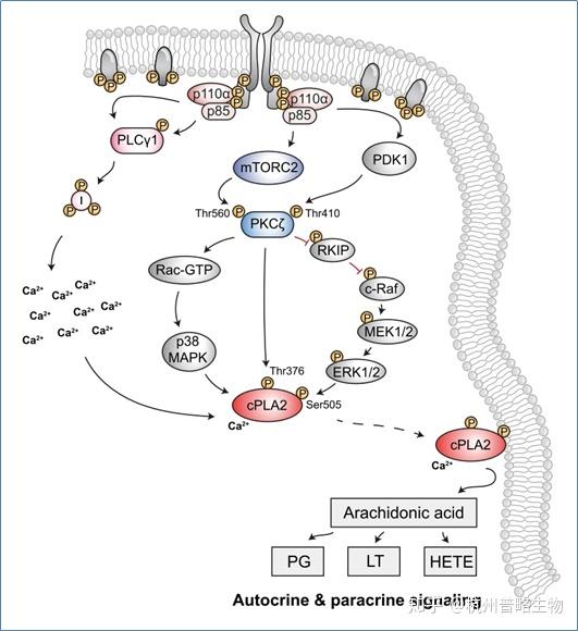 mtorc2-pkcζ-cpla2通路导致花生四烯酸增加的模型作者进一步研究