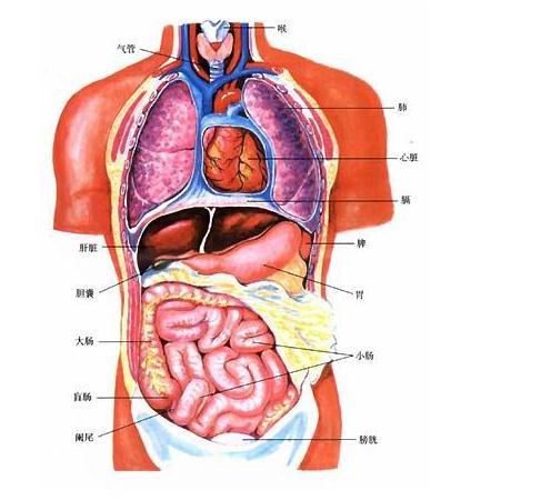 人体肾脏分布构图图片