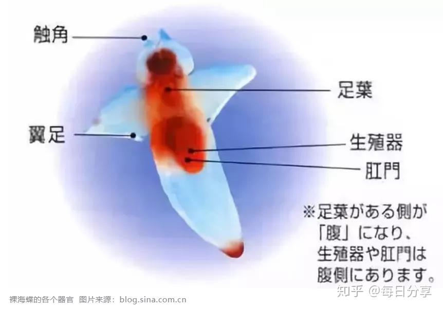 魔鬼的天使——“海天使” - 知乎