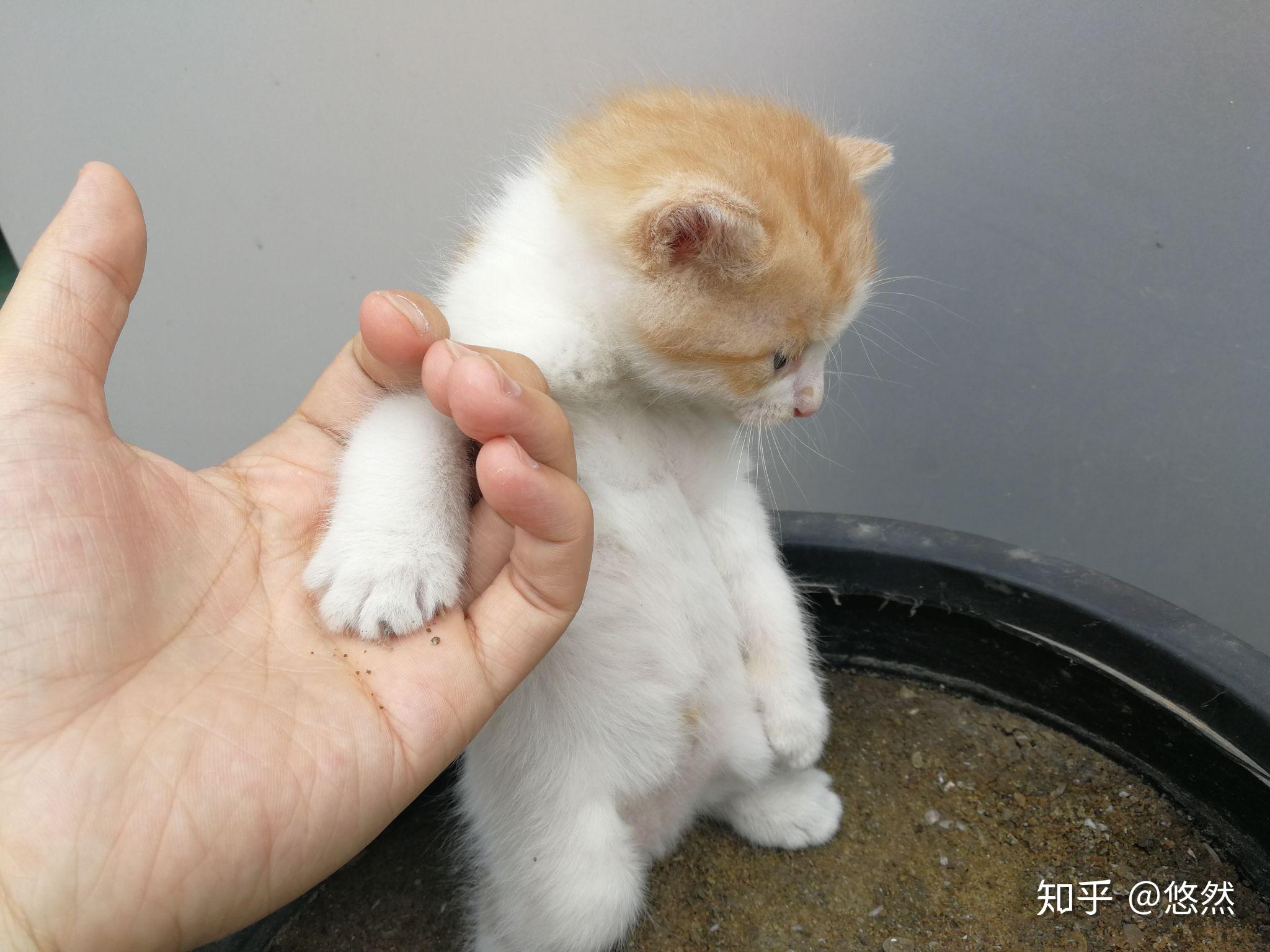 刚出生没多久的小奶猫怎么养?