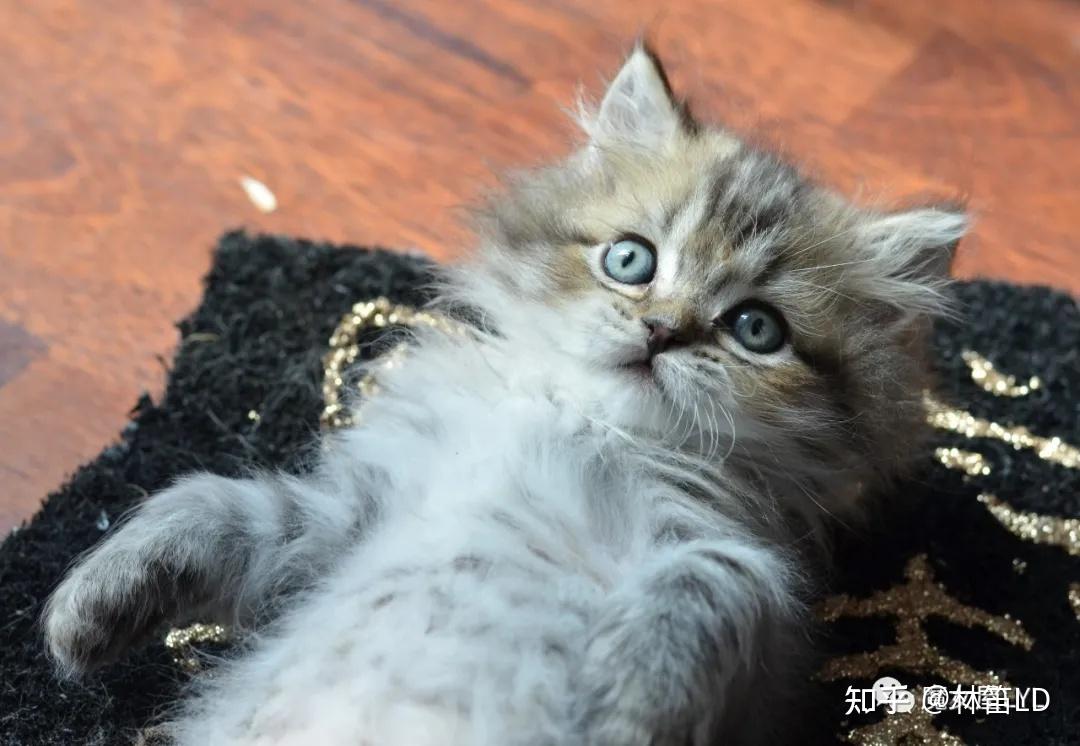 家猫是怎么来的？——我们从斑猫看起 - 知乎