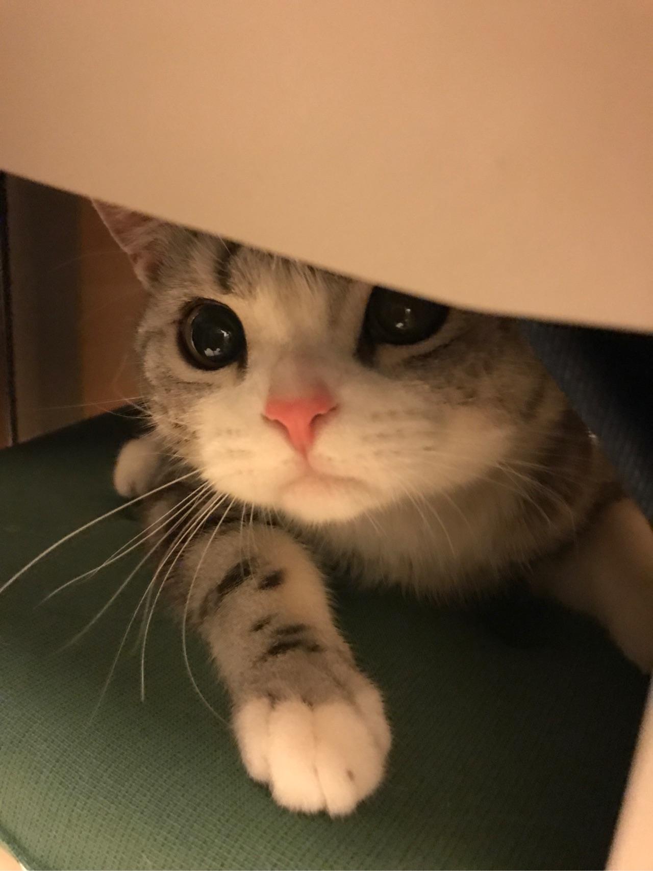 给猫吃什么好?猫粮?进口?国产?猫饭?