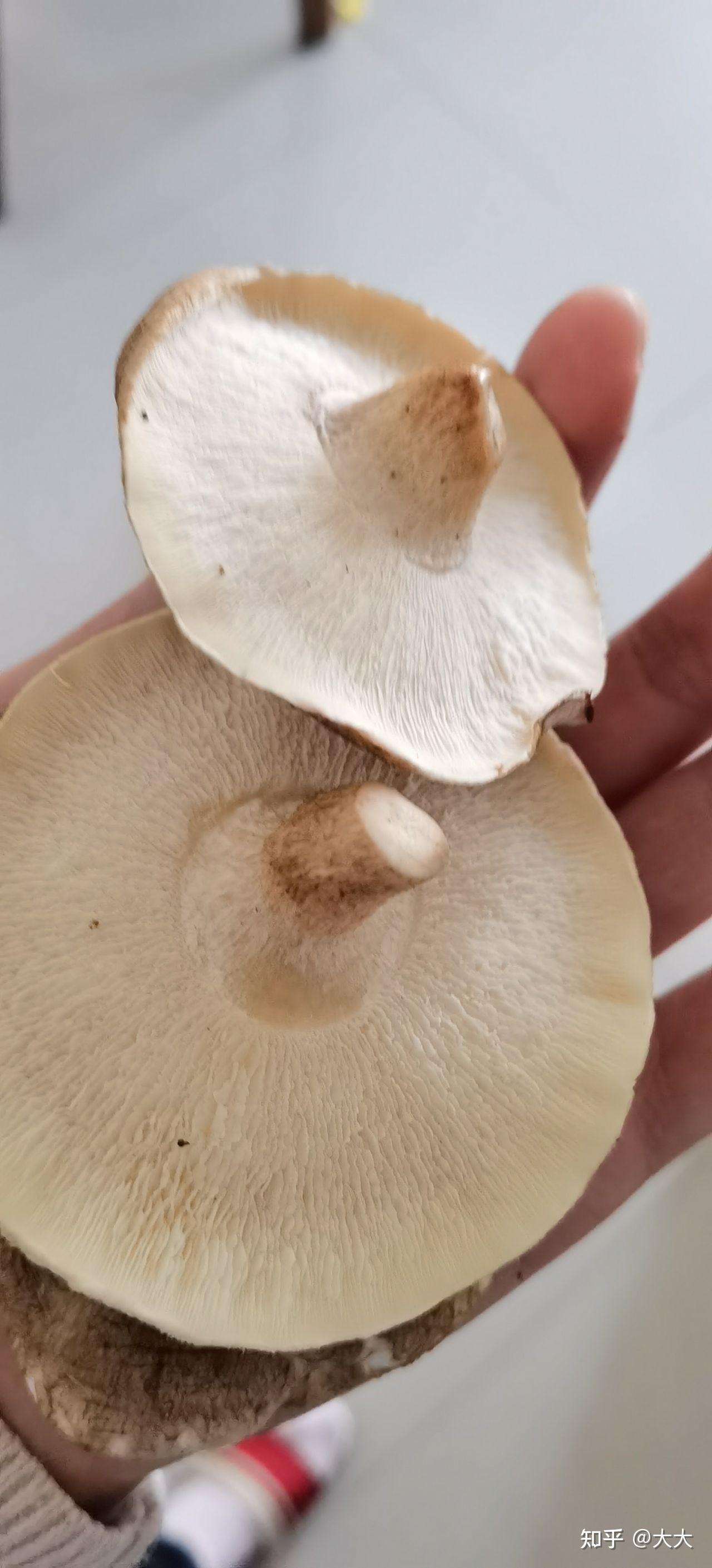 第一次到菜市场买到了假香菇