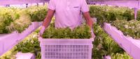 没有农学背景和种植经验 也能快速创建管理一个农场 知乎 没有农学背景和种植经验 也能快速创建管理一个农场 知乎