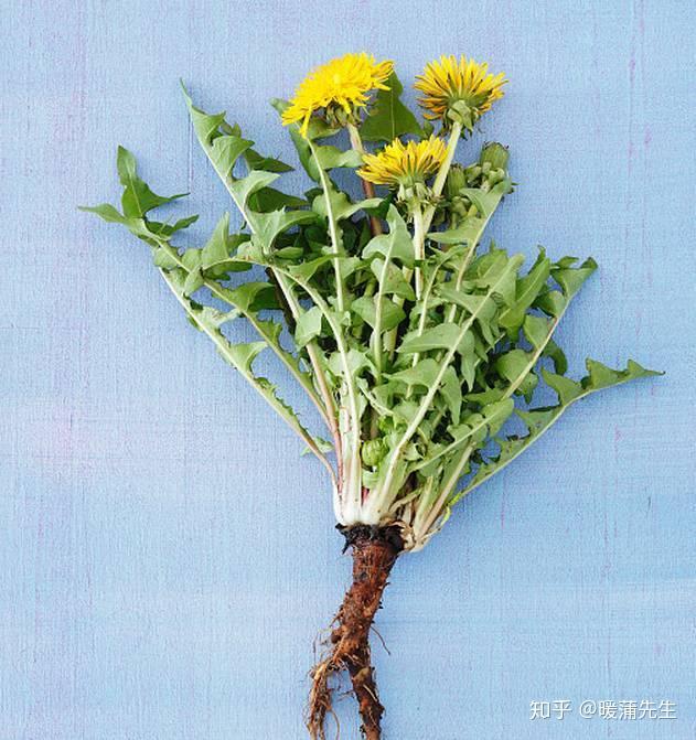 蒲公英的十大功效