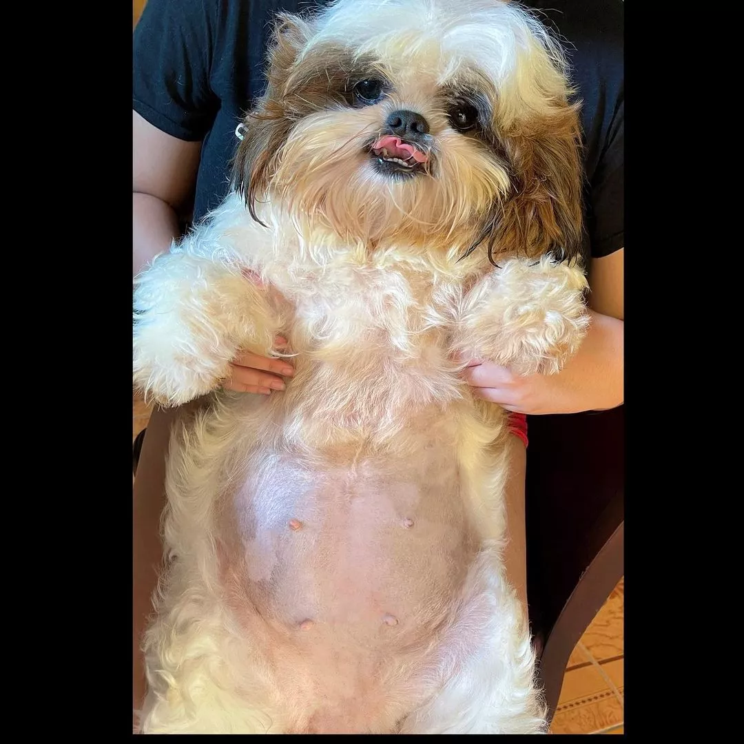 菲律宾小奶狗袒胸露乳,睡姿诱人:铲屎的,爱我怕了吗?