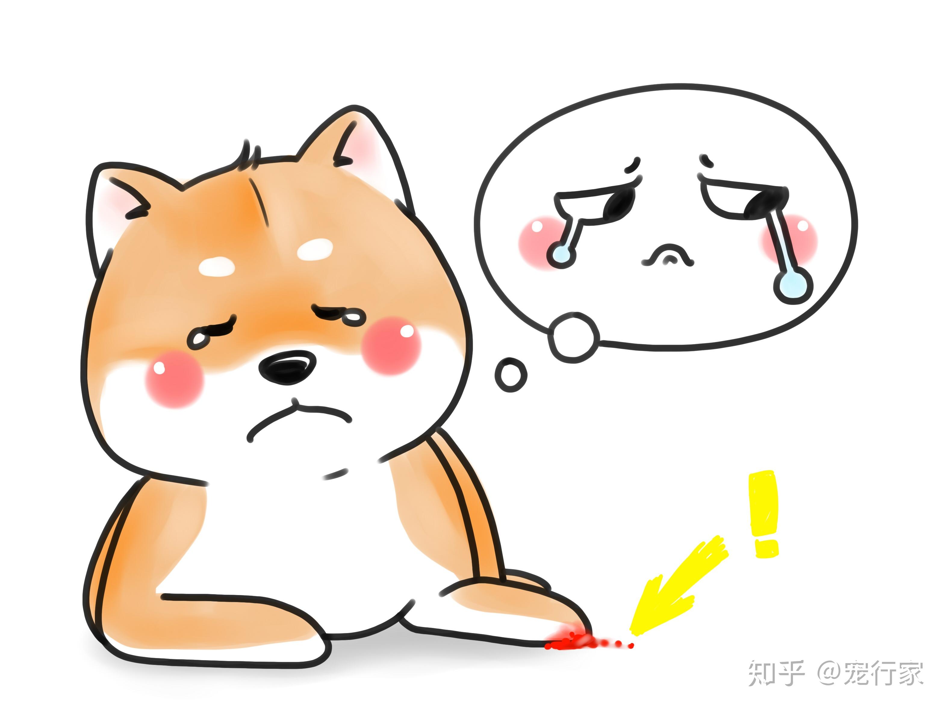 不过,就算我们再细心,也难免狗狗由于意外情况造成的爪子受伤.