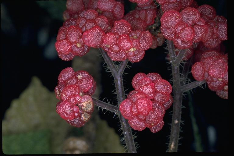 物种真奇妙！——植物篇 知乎