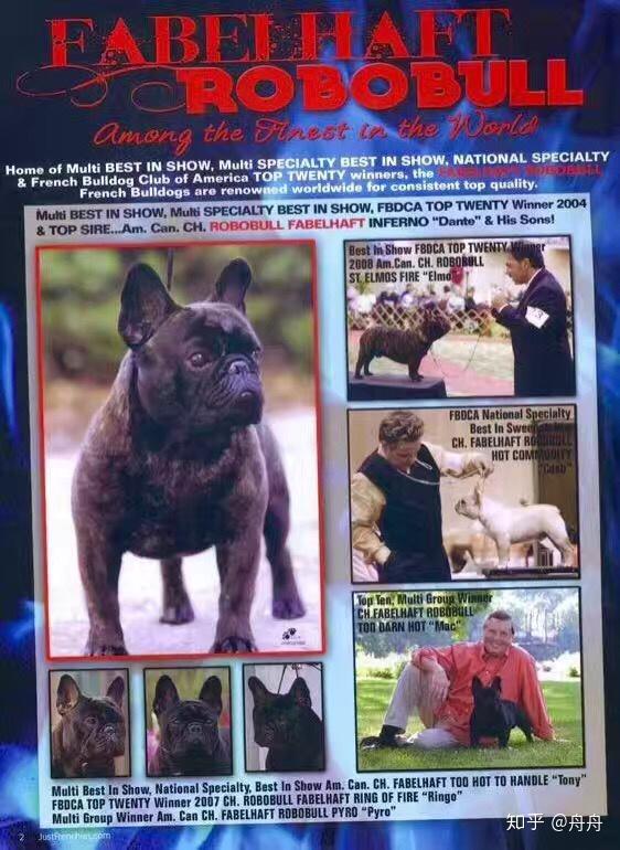 美国westminster西敏寺犬展法国斗牛犬历年bob得奖统计