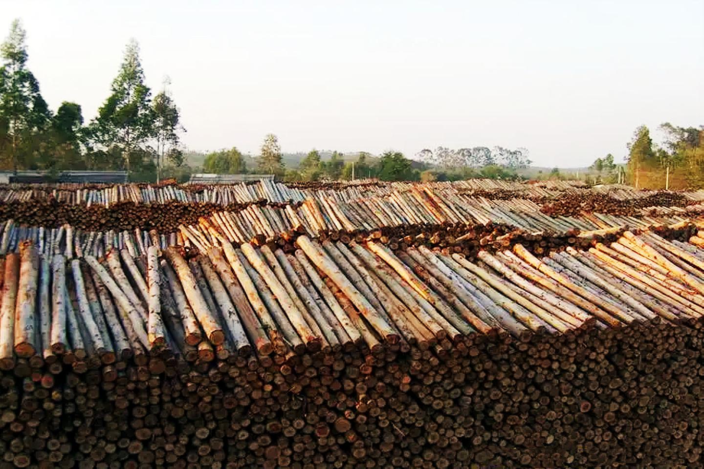 禁桉吗广西启动清理桉树行动对桉树木材价格影响有多大