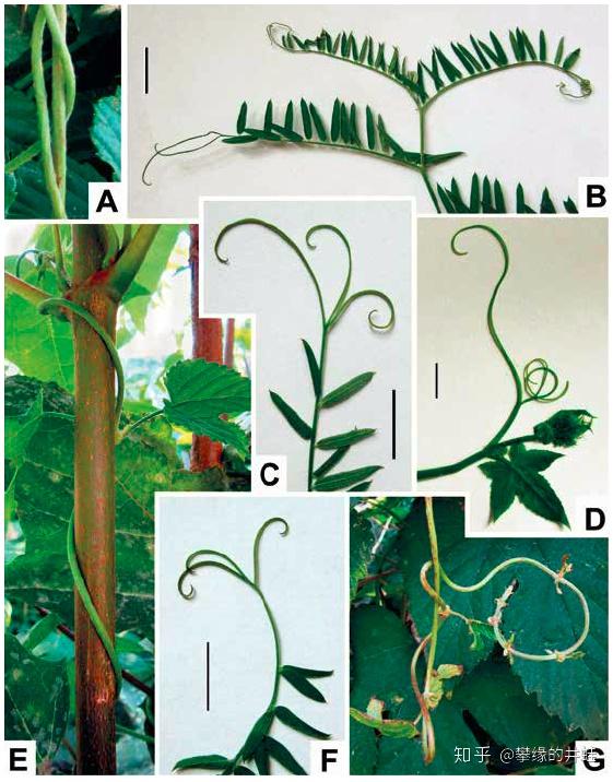 茎卷须(stem tendril)和叶卷须(leaf tendril)的对比