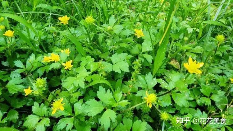 刺果毛茛開黃花的芹菜可千萬不能吃哦