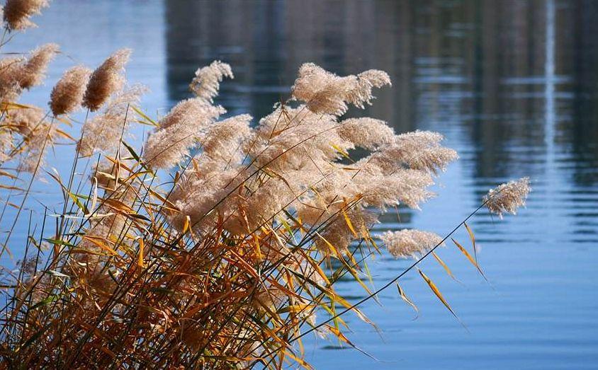 一日一花一诗|荻花:波上荻花非雪花,风吹撩乱满袈裟 - 知乎