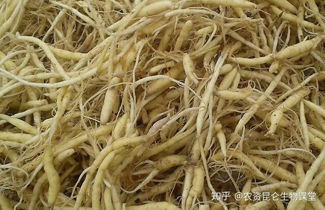 中药材天麻用什么肥料可以生根中药材天麻壮根灵中药材壮根肥
