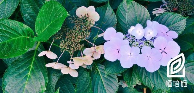 「植培施」八仙花Hydrangea macrophylla 落叶灌木类栽培手册 - 知乎