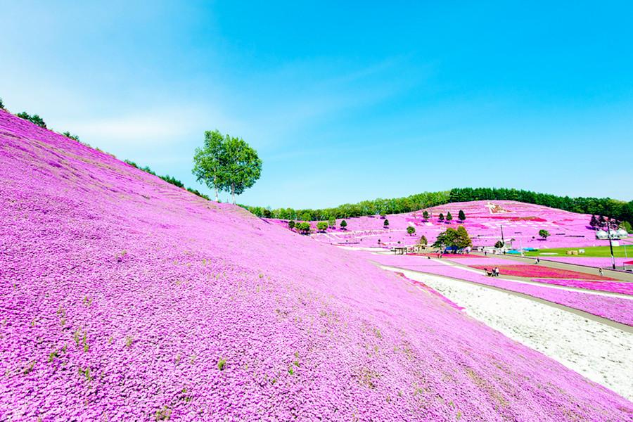为何拖到最后没房才决定去日本看樱花来一波小众樱花地走起