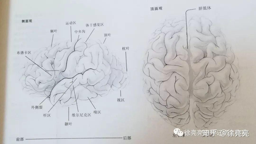 脑子每个人都有,但99%的人都不曾真正了解过 - 知乎