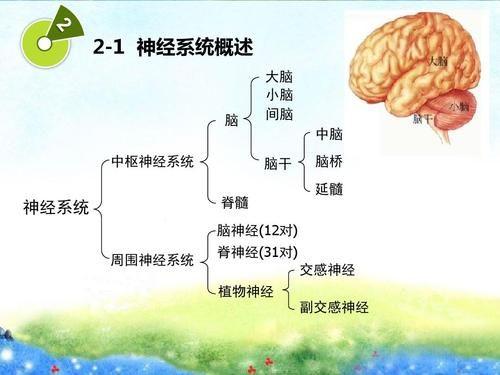 小儿神经系统发育特点