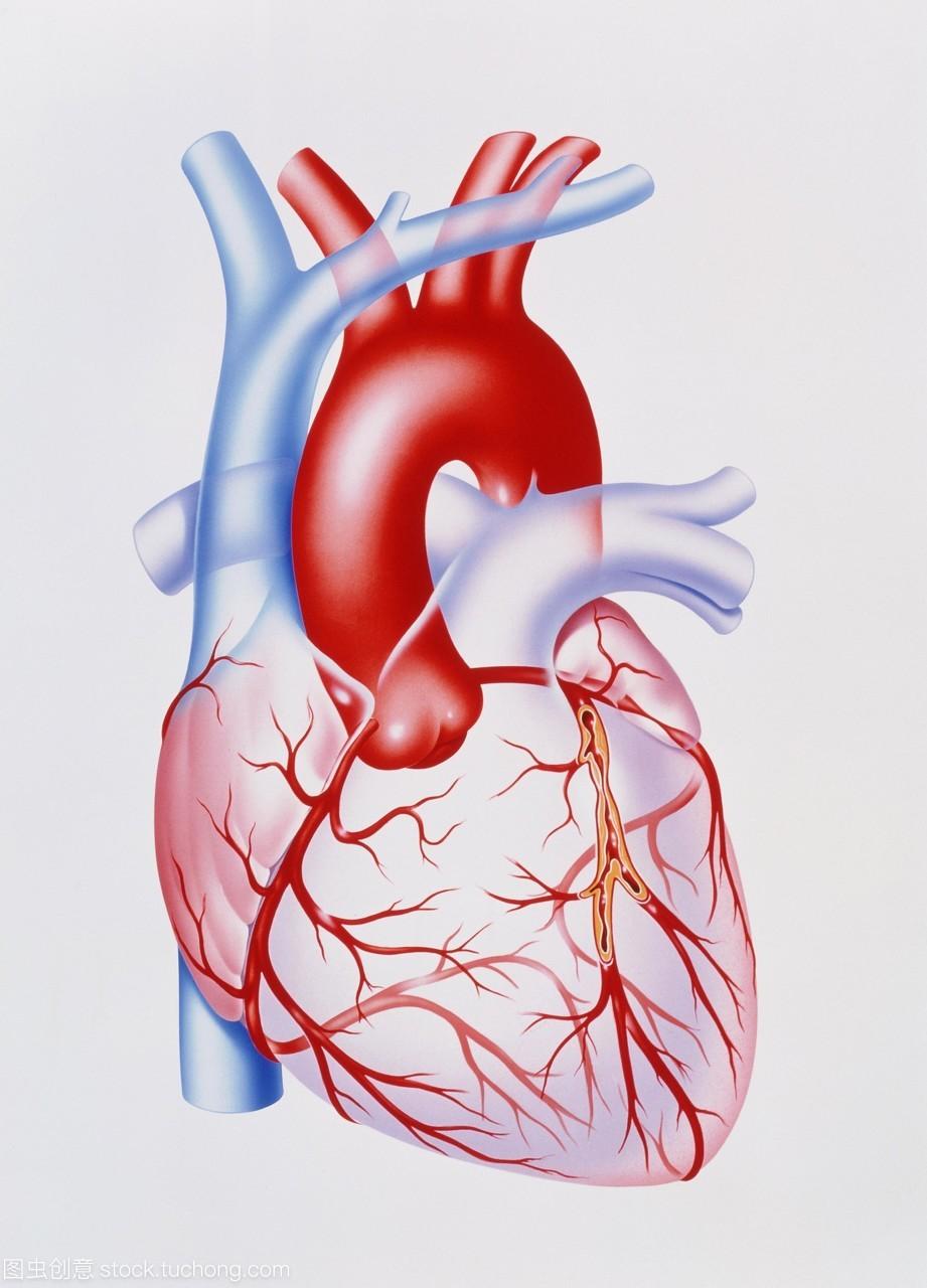 心脏右冠状动脉血管图图片