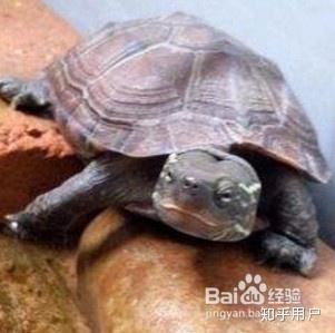 宠物龟排名_宠物龟的品种大全图片