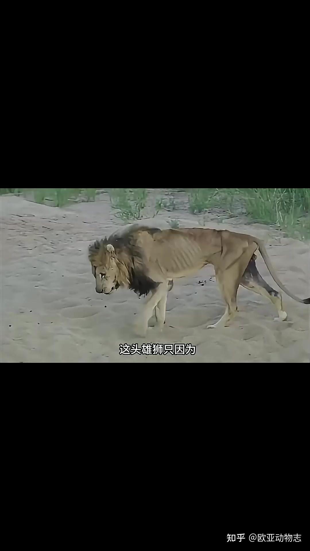 说说狮子体型的目测 - 知乎
