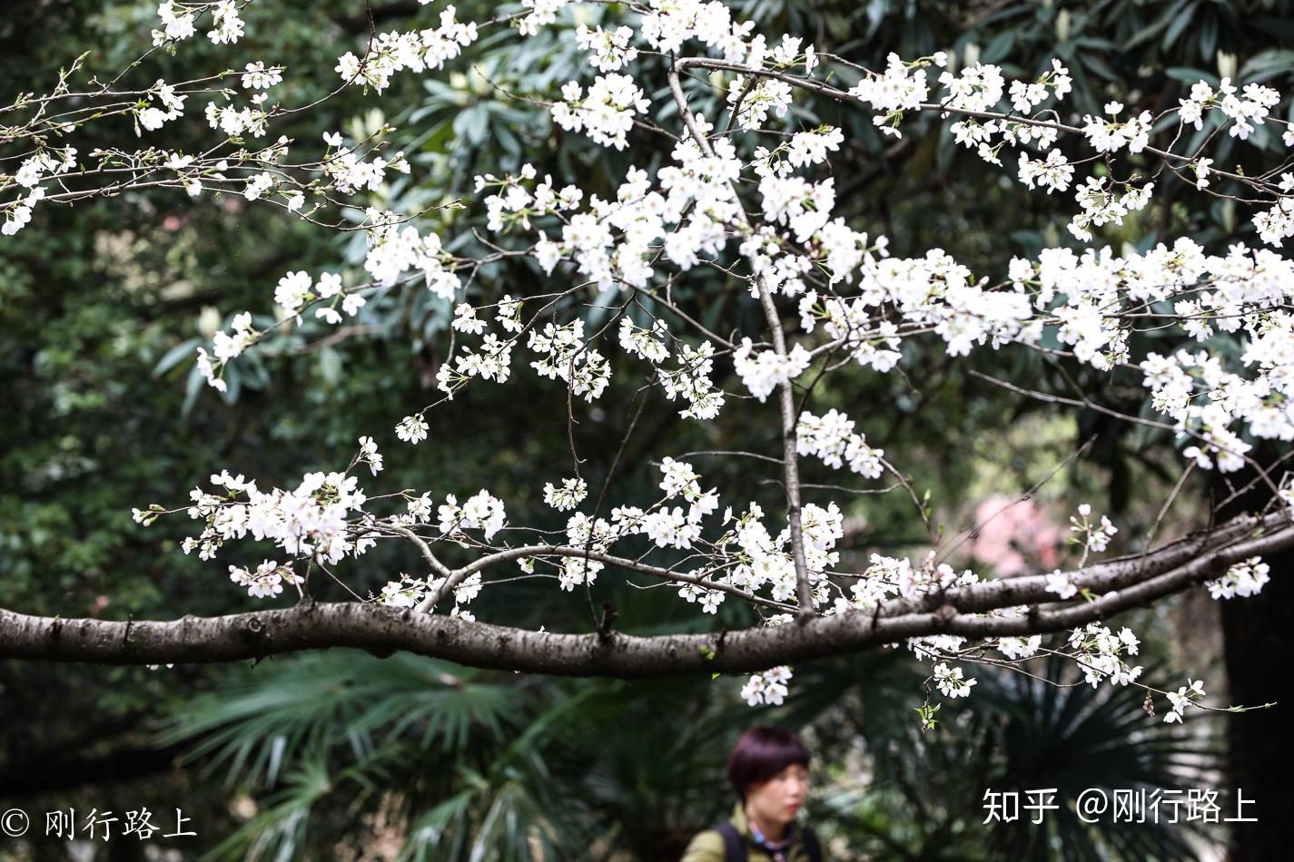 現在的武漢大學校內種植櫻花約1000多株,以日本櫻花,山櫻花,垂枝大葉