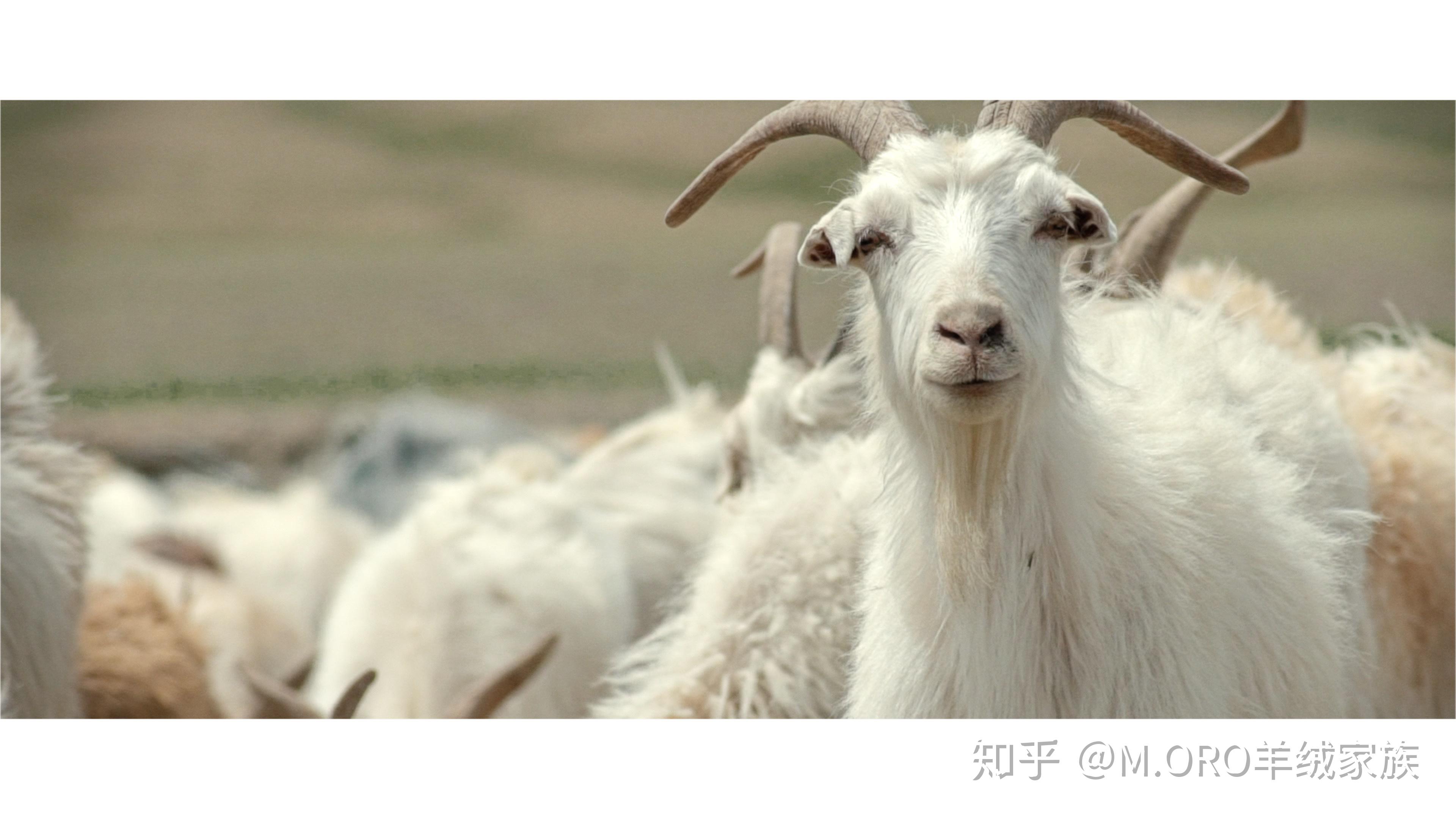 那里的绒山羊品种就是阿尔巴斯绒山羊.