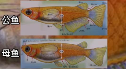 鳑鲏鱼怎么分公母图片