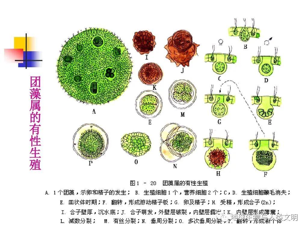 团藻的结构图图片