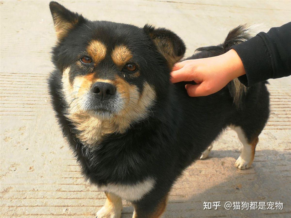 “四眼土狗”到底有什么魅力？能让每个人都对它着迷！ - 知乎
