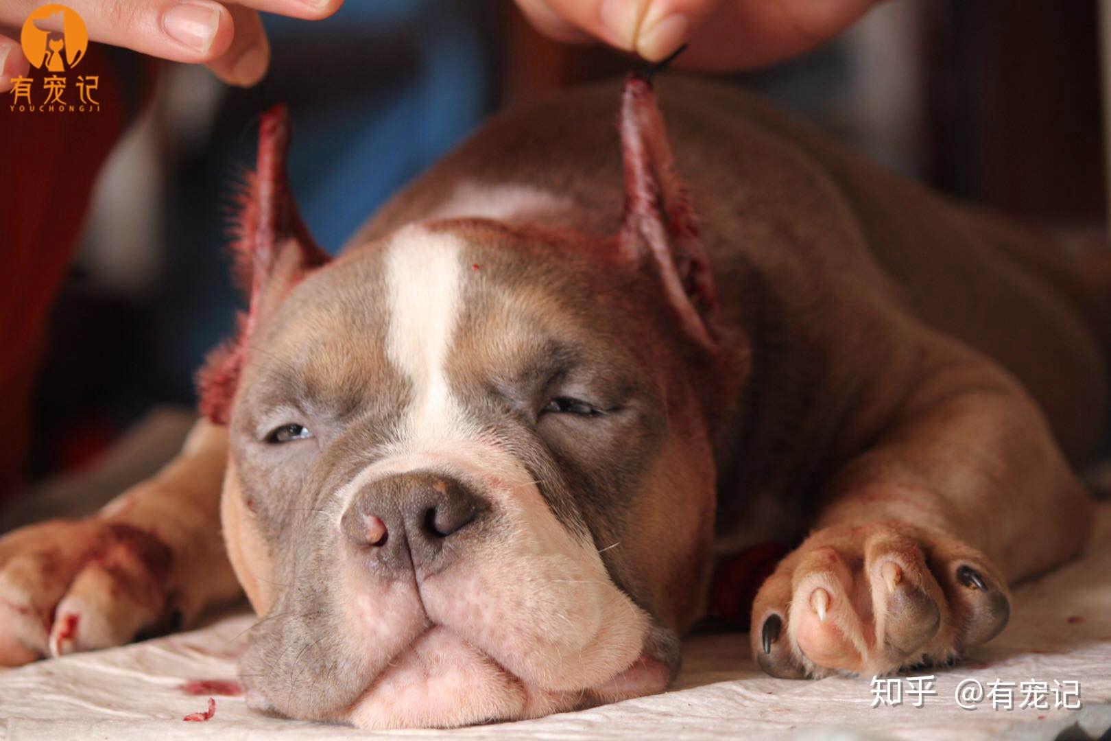 有宠记的美国恶霸犬裁耳手术