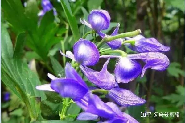 漂亮的有毒花!认识20种“大毒花”,远离危险 - 知乎