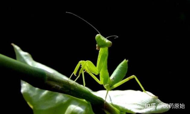 带你识别桑螵蛸