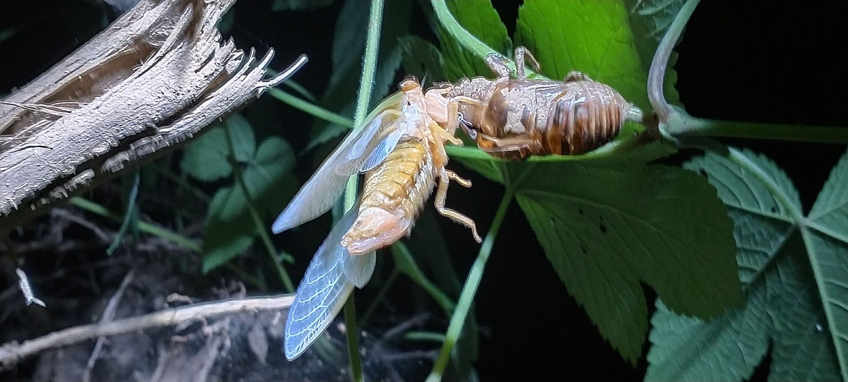 acg生物昆虫纲动物蝉游记相关推荐 1:34二十三年蝉,风雪寒蝉巧克力味