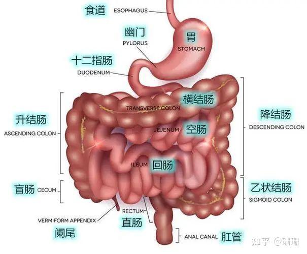 經常熬夜會