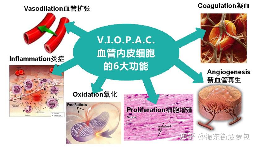 如何修复黄金般宝贵的血管内皮 - 知乎