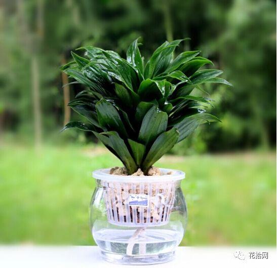 干货 在家就可以diy的水培盆栽 明亮动人好养护 知乎
