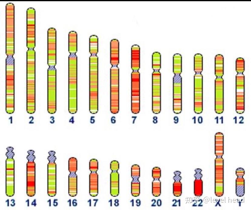 每条染色体有哪些神秘的故事