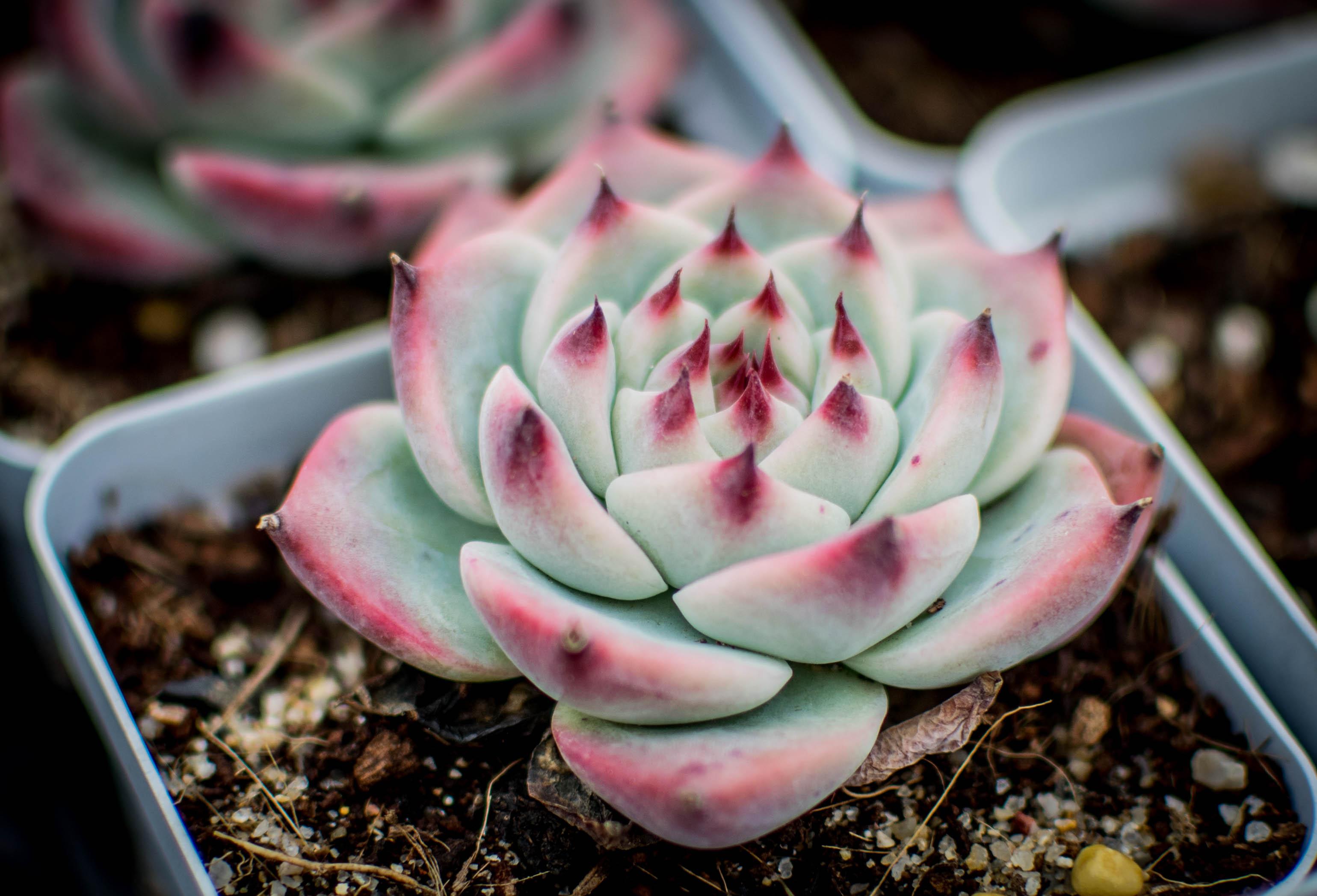 有什么适合新手养的多肉植物?还有现在是冬天