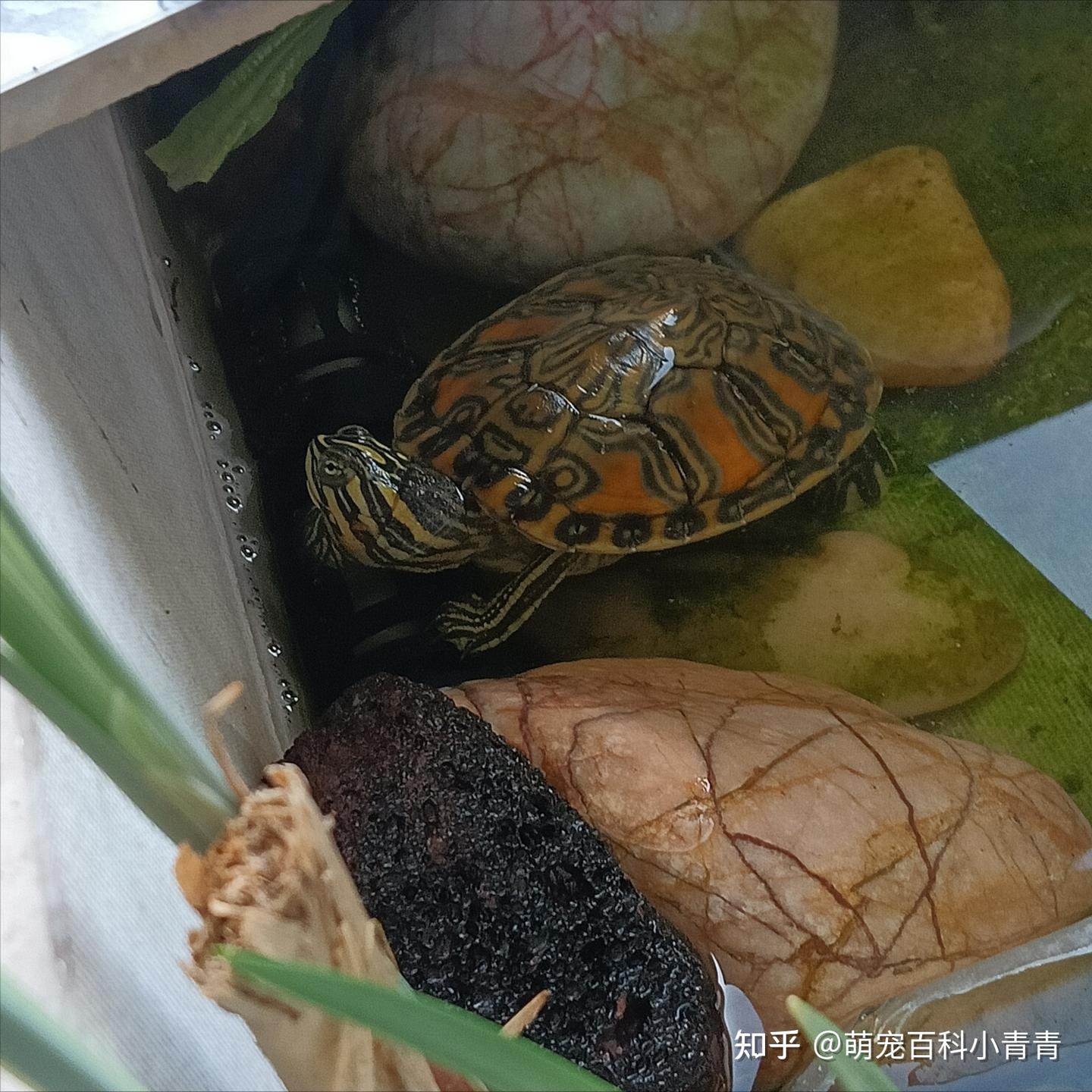 火焰龟是深水龟吗?火焰龟全方位科普介绍,一文搞懂火焰龟各方面 - 知乎