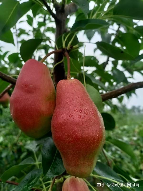 河南农户郭书庆种植红皮贵妃梨 带动乡邻一起富