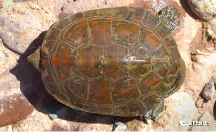 走心全网最全一篇介绍欧洲黄喉的地中海石龟文章